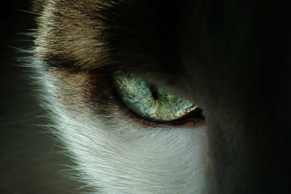 close-up-photo-of-cat-s-eye-3324591.jpg